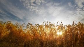 пшеница, солнце