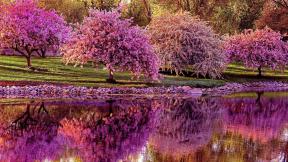 весна, деревья, озеро, цветы, отражение