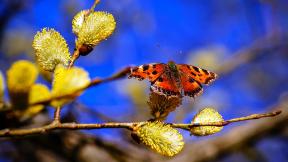 верба, весна, ветка, бабочка