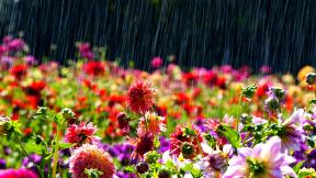 цветы, весна, дождь