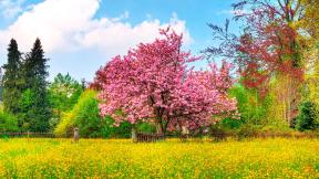 цветы, весна, дерево