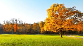 поле, дерево, осень