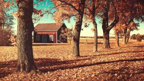 осень, листья, дом