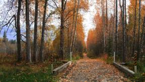 осень, дорога, лес, закат, листья