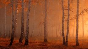 лес, осень, берёза, закат