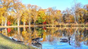 осень, озеро, утка, отражение