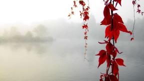 озеро, туман, ветка, листья