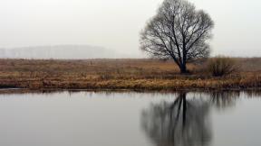река, дерево, туман