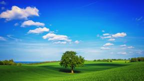 поле, трава, холмы, дерево, небо, синее небо