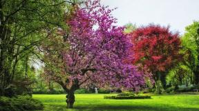 дерево, парк, весна