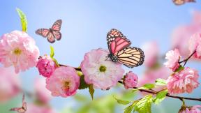 весна, цветы, ветка, бабочка