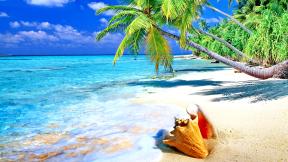 пальмы, море, ракушка, лазурное море