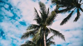 пальмы, небо