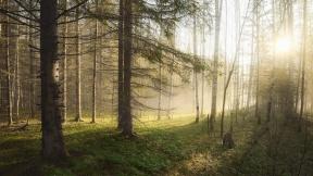 туман, лес, солнце