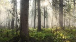 туман, лес, солнце, лучи