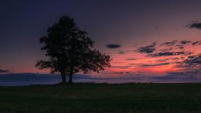 дерево, поле, закат, вечер