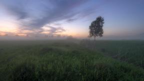 туман, дерево, лето, трава, поле, рассвет