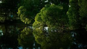 озеро, дерево, отражение, лето