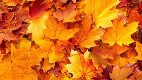 осень, клён, листья