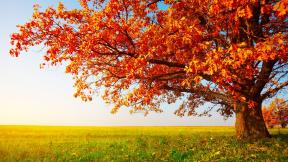 осень, дерево, поле