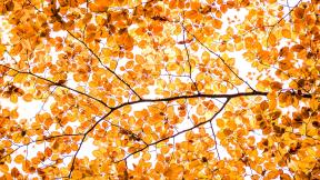 осень, ветка, листья