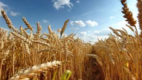 пшеница, поле, небо