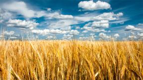 пшеница, поле, небо, облака