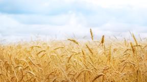 пшеница, поле, небо
