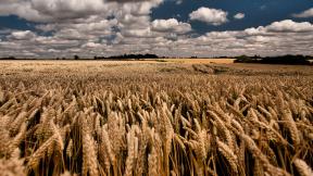 пшеница, поле, облака