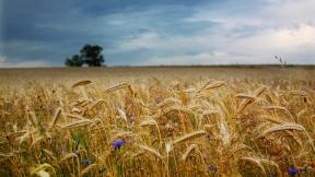 пшеница, поле
