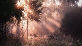 лес, туман, солнце, лучи