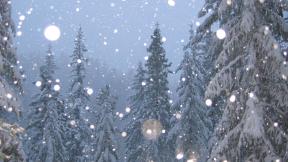лес, снег, снегопад, зимний лес, зима
