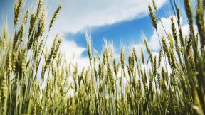 пшеница, небо
