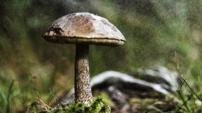 дождь, капли, грибы
