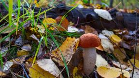 осень, листья, грибы
