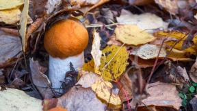 грибы, листья, осень