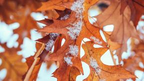 листья, осень, снег, первый снег
