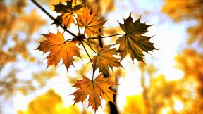 ветка, листья, осень, клён