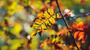 ветка, листья, осень