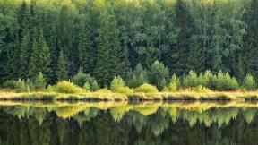 лес, отражение, озеро