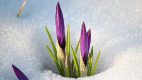 весна, цветы, снег