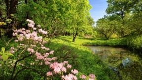 весна, лес, цветы, болото