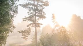 солнце, рассвет, дерево, туман