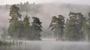 лес, туман, река