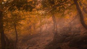 осень, лес, туман