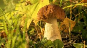 осень, грибы