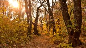 осень, лес, солнце, закат, листья
