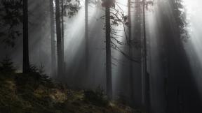 лес, туман, лучи, деревья