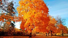 осень, дерево, листья