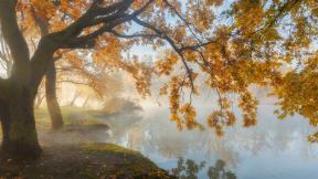 осень, дерево, листья, озеро, туман